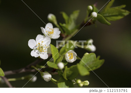 Prunus cerasus flowering tree flower, beautiful white petals tart dwarf cherry flowers in bloom.Garden fruit tree with blossom flowers 112153791
