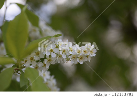 White flowers blooming bird cherry. Bird Cherry Tree in Blossom. Close-up of a Flowering Prunus padus Tree with White Little Blossoms. Tree in Spring. Springtime concept. 112153793