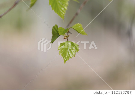 Closeup view of the birch branches with young green leaves. 112153797