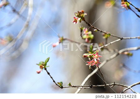 冷たい風の中、咲き出した優しい色のウグイスカグラ(鶯神楽) 冷たい風の中、咲き出した優しい色のウグイスカグラ(鶯神楽) 112154228