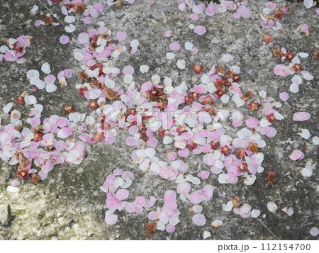 愛知県豊田市の平芝公園の梅 愛知県豊田市の平芝公園の梅 112154700