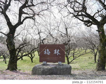 愛知県豊田市の平芝公園の梅 112154701