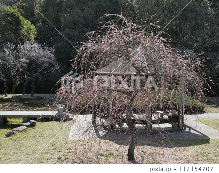 愛知県豊田市の平芝公園の梅 愛知県豊田市の平芝公園の梅 112154707