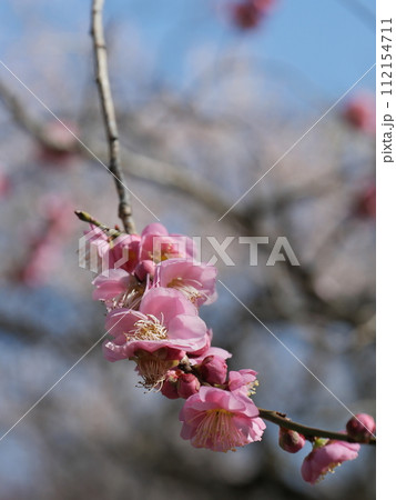 愛知県豊田市の平芝公園の梅 112154711