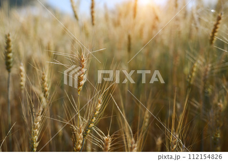 Ripe wheat in a wheat field waiting to harvested at a beautiful sunset. Agriculture concept 112154826