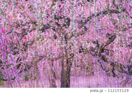 春の結城神社、満開のしだれ梅〈三重県津市〉 112155129