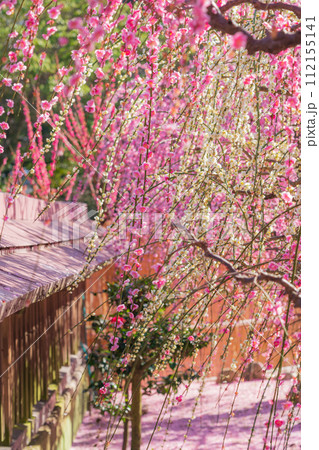 春の結城神社、満開のしだれ梅〈三重県津市〉 春の結城神社、満開のしだれ梅〈三重県津市〉 112155141