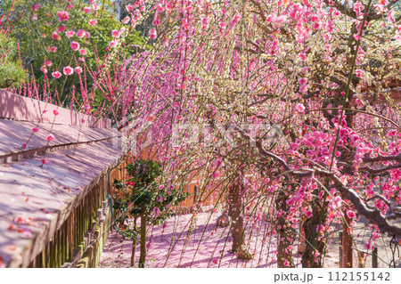 春の結城神社、満開のしだれ梅〈三重県津市〉 春の結城神社、満開のしだれ梅〈三重県津市〉 112155142