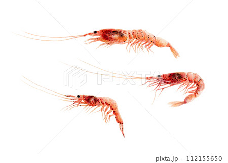 サクラエビ 手描き水彩画 サクラエビ 手描き水彩画 112155650