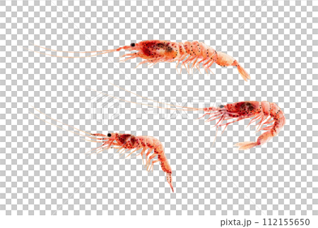 櫻花蝦手繪水彩 112155650