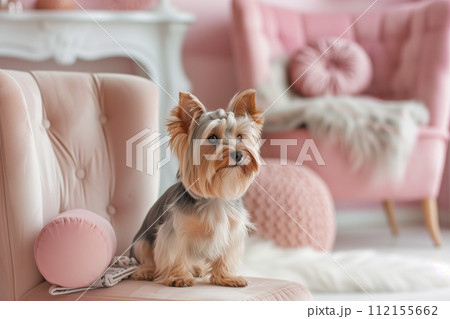 Cute yorkshire terrier dog posing in a vintage-style apartment 112155662