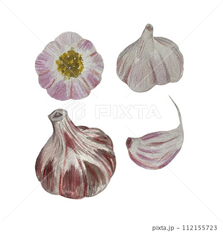 Garlic clove violet set a watercolor illustration Garlic clove violet set a watercolor illustration 112155723