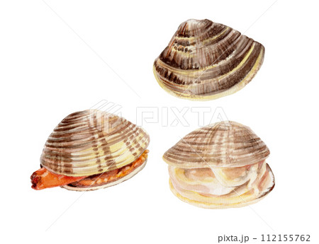 ハマグリの手描き水彩画 112155762