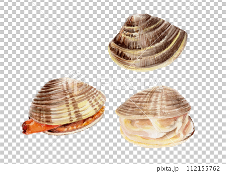 ハマグリの手描き水彩画 112155762
