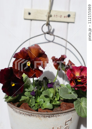 ブリキ鉢に植えたアンティークカラーのパンジー 112155869