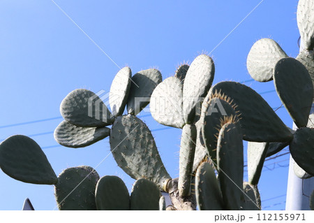 日本の冬の庭に育つ平たいサボテン（ウチワサボテン） 112155971