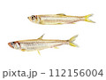 ワカサギ 手描き水彩画 112156004