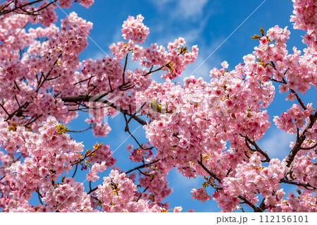 鮮やかに咲く河津桜とメジロ 112156101