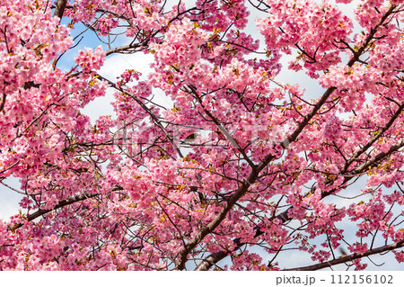 鮮やかに咲く河津桜とメジロ 112156102