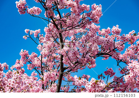 鮮やかに咲く河津桜とメジロ 鮮やかに咲く河津桜とメジロ 112156103