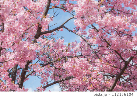 鮮やかに咲く河津桜とメジロ 鮮やかに咲く河津桜とメジロ 112156104