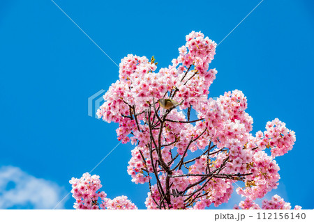 メジロと青空に映える河津桜 112156140