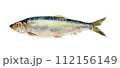 ニシンの手描き水彩画 112156149