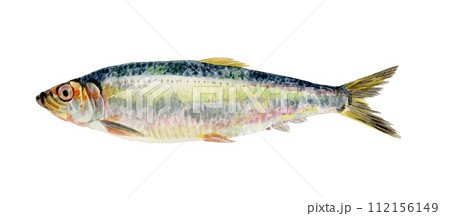 ニシンの手描き水彩画 112156149
