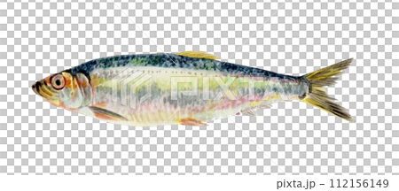 ニシンの手描き水彩画 112156149