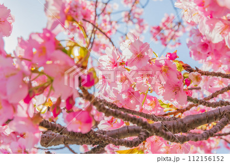 青空に映える河津桜 112156152