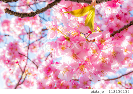 青空に映える河津桜 112156153