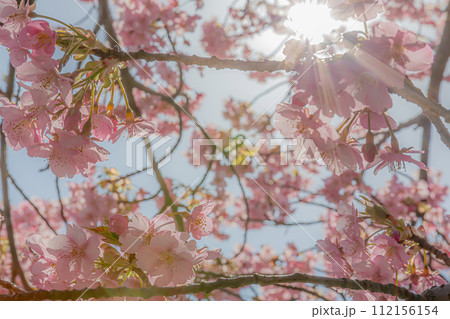 青空に映える河津桜 112156154