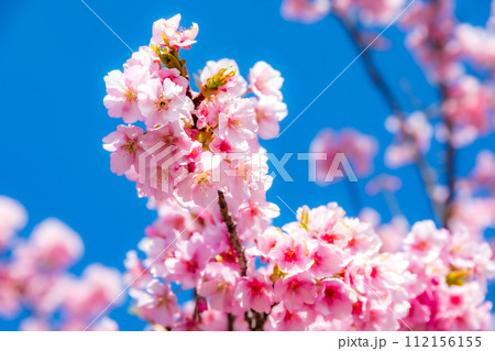 青空に映える河津桜 112156155