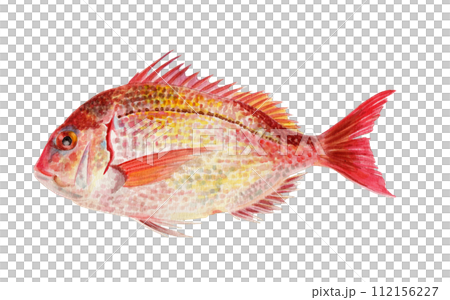 鯛魚手繪水彩畫 112156227