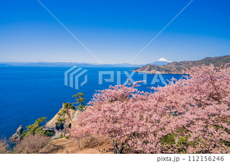 （静岡県）早咲き桜咲く西伊豆黄金崎・富士山遠望 112156246