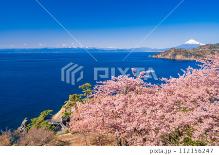 （静岡県）早咲き桜咲く西伊豆黄金崎・富士山遠望 112156247