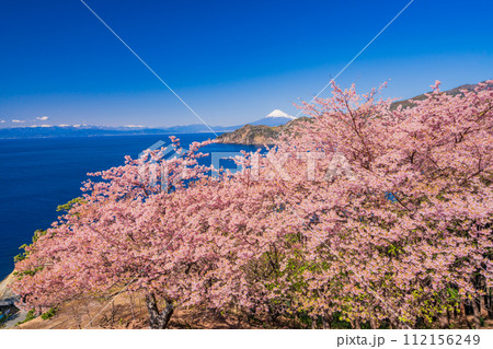 （静岡県）早咲き桜咲く西伊豆黄金崎・富士山遠望 112156249
