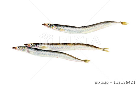 イカナゴの手描き水彩画 イカナゴの手描き水彩画 112156421