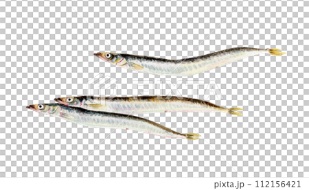 イカナゴの手描き水彩画 イカナゴの手描き水彩画 112156421