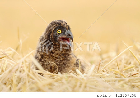 Adorable short eared owl baby Adorable short eared owl baby 112157259