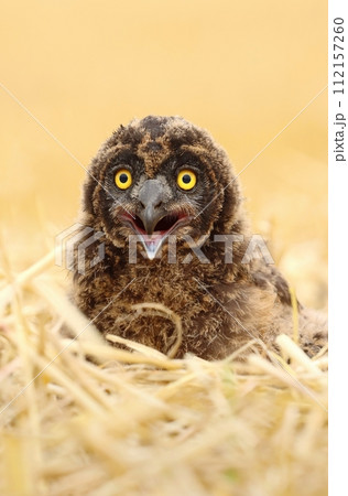 Adorable short eared owl baby 112157260