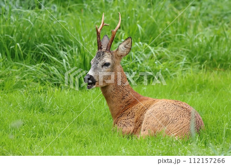 Beautiful roe deer buck during rain 112157266