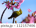 河津桜とメジロ 112157406
