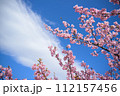 河津桜と雲 112157456