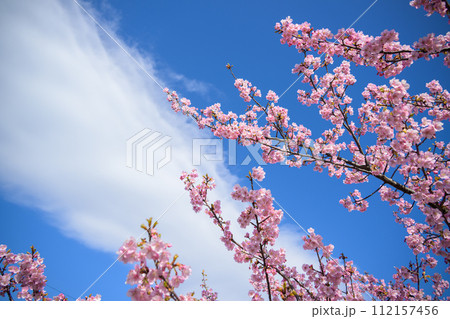 河津桜と雲 河津桜と雲 112157456