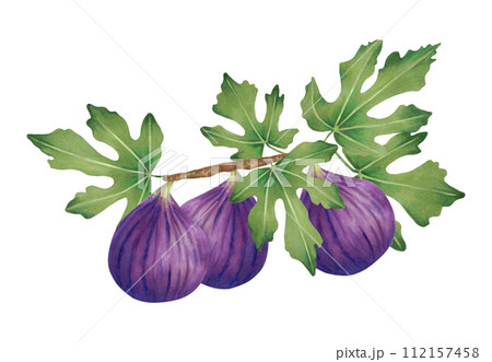Branch of ripe purple figs with leaves and whole fruit.Watercolor and marker illustration.Plant clipart of fig berries in natural style.Hand drawn isolated sketch for covers, packaging, labels, menus Branch of ripe purple figs with leaves and whole fruit.Watercolor and marker illustration.Plant clipart of fig berries in natural style.Hand drawn isolated sketch for covers, packaging, labels, menus 112157458