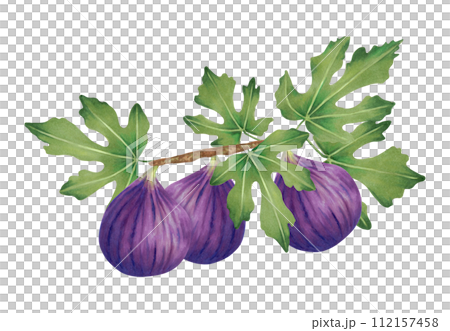 Branch of ripe purple figs with leaves and whole fruit.Watercolor and marker illustration.Plant clipart of fig berries in natural style.Hand drawn isolated sketch for covers, packaging, labels, menus 112157458