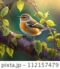 木の枝にとまるジョウビタキ 112157479