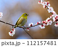 梅とメジロ 112157481