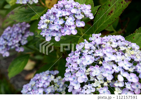 青紫のウズアジサイ 112157591